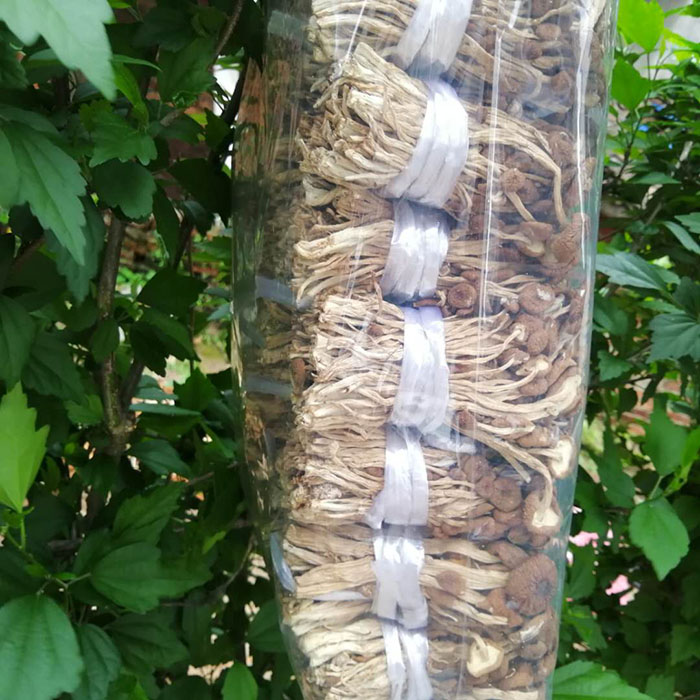茶树菇未开伞新款5斤装清香菇类